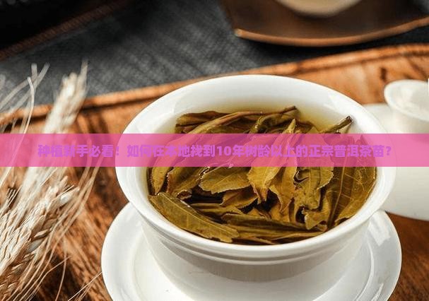 种植新手必看！如何在本地找到10年树龄以上的正宗普洱茶苗？