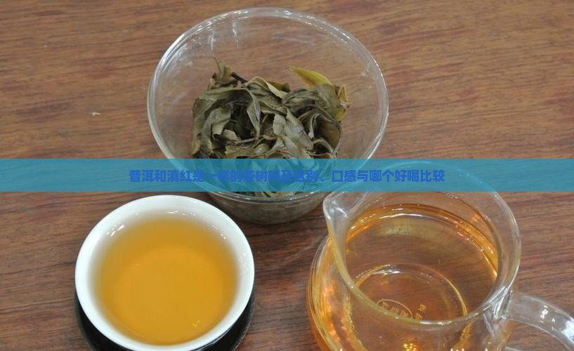普洱和滇红是一样的茶树吗及区别、口感与哪个好喝比较