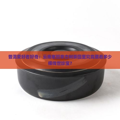 普洱爱好者好奇：云南老班章古树茶园里究竟藏着多少棵传世珍宝？