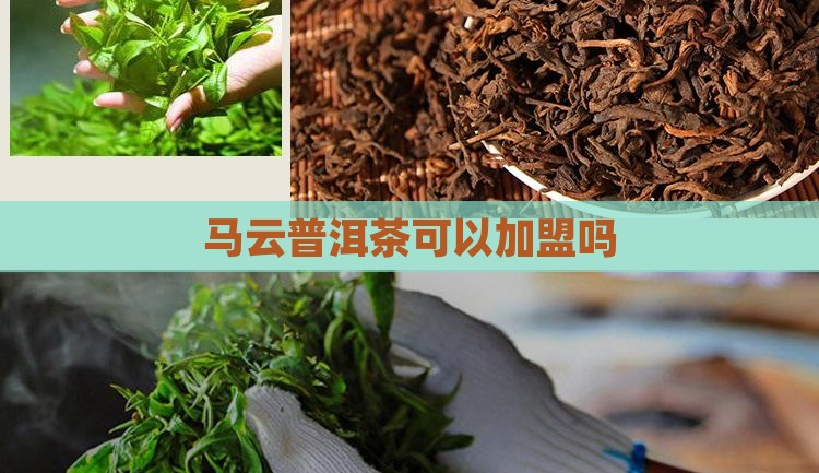 马云普洱茶可以加盟吗