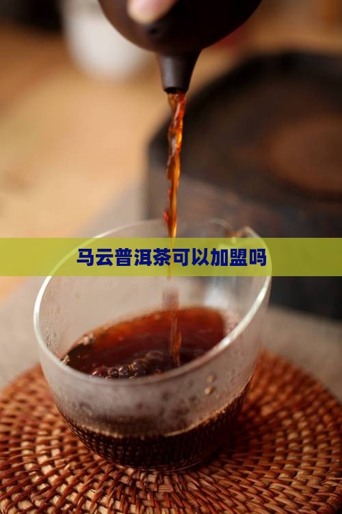 马云普洱茶可以加盟吗