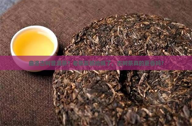 曲洛古树普洱茶？老茶友都抢疯了，古树茶真的更香吗？