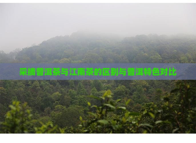 采摘普洱茶与江南茶的区别与普洱特色对比