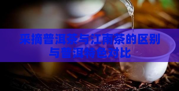 采摘普洱茶与江南茶的区别与普洱特色对比