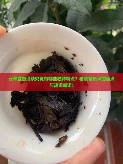 云草堂普洱茶究竟有哪些独特特点？老茶客热议的痛点与热词新词！