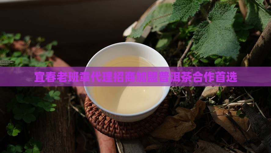 宜春老班章代理招商加盟普洱茶合作首选