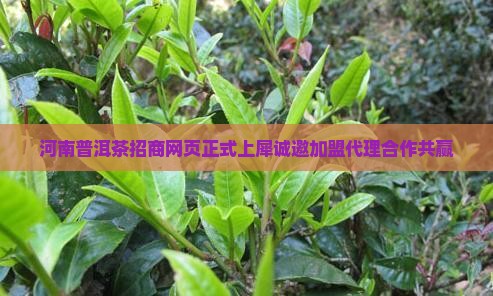 河南普洱茶招商网页正式上犀诚邀加盟代理合作共赢