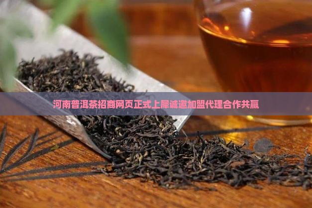河南普洱茶招商网页正式上犀诚邀加盟代理合作共赢