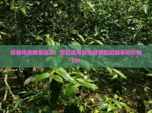 探秘鸣青牌老班章：想知道每款珍品背后的故事和价格吗？