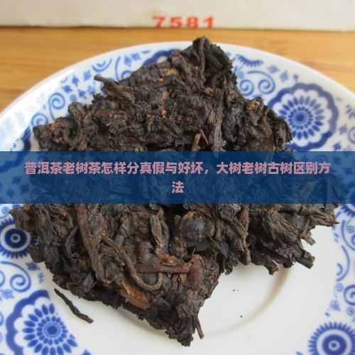 普洱茶老树茶怎样分真假与好坏，大树老树古树区别方法