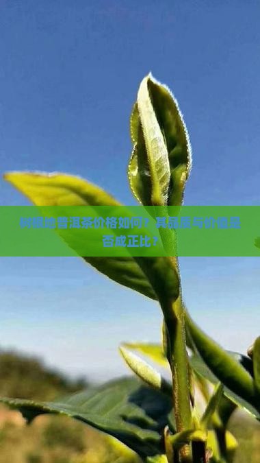树根地普洱茶价格如何？其品质与价值是否成正比？