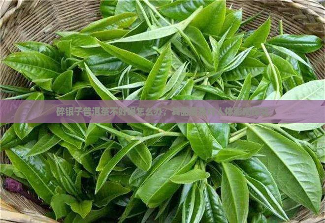 碎银子普洱茶不好喝怎么办，其品质及对人体影响探究