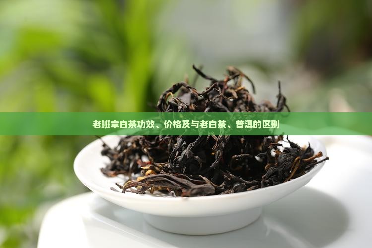 老班章白茶功效、价格及与老白茶、普洱的区别