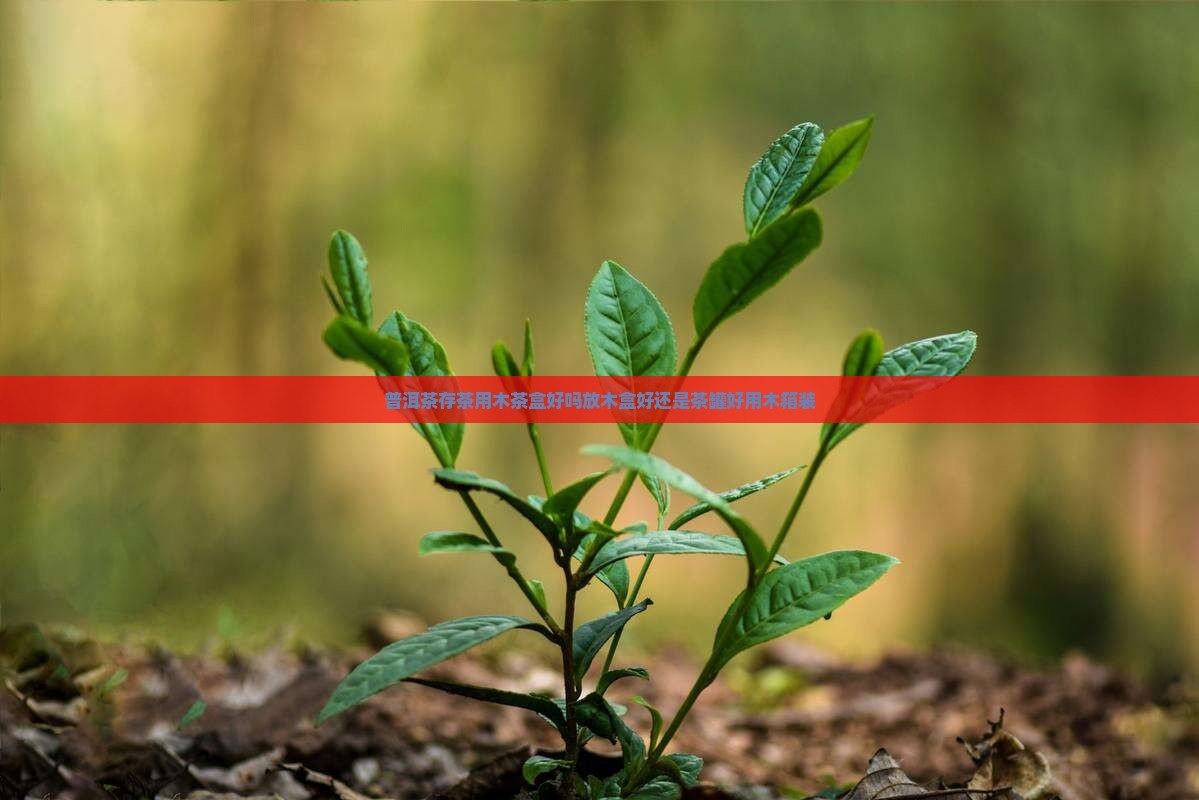 普洱茶存茶用木茶盒好吗放木盒好还是茶罐好用木箱装
