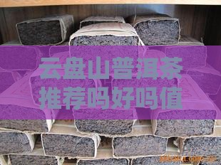 云盘山普洱茶推荐吗好吗值得购买吗