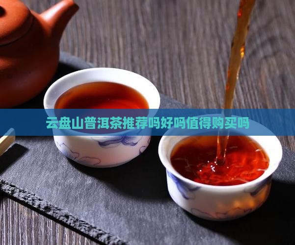 云盘山普洱茶推荐吗好吗值得购买吗