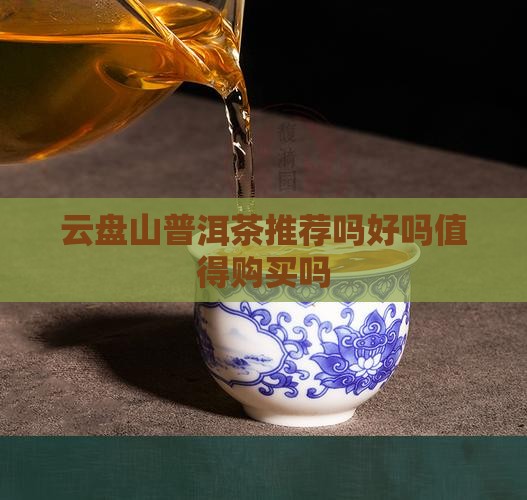 云盘山普洱茶推荐吗好吗值得购买吗