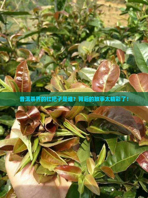 普洱茶界的扛把子是谁？背后的故事太精彩了！