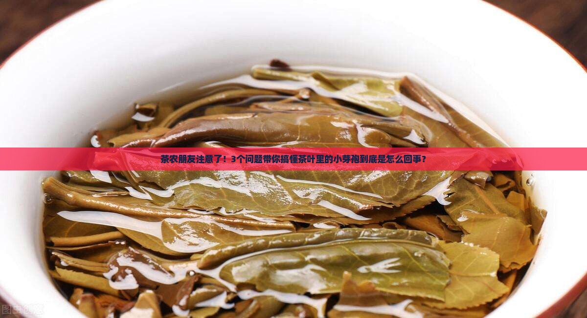茶农朋友注意了！3个问题带你搞懂茶叶里的小芽孢到底是怎么回事？