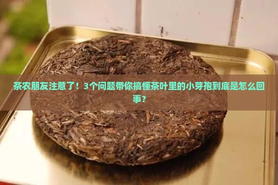 茶农朋友注意了！3个问题带你搞懂茶叶里的小芽孢到底是怎么回事？