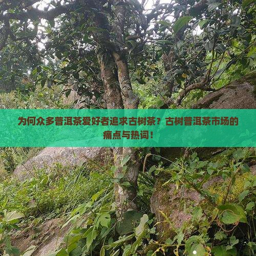 为何众多普洱茶爱好者追求古树茶？古树普洱茶市场的痛点与热词！