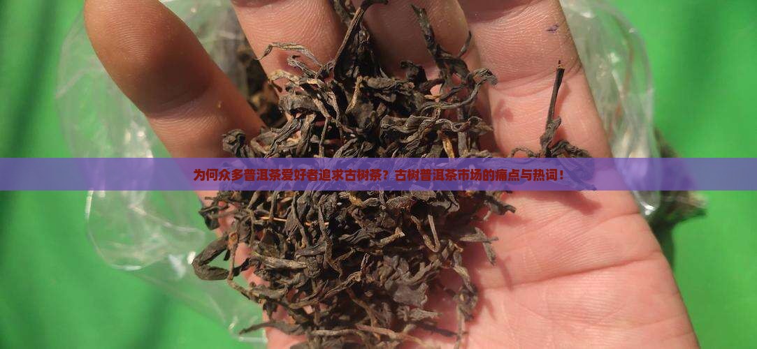 为何众多普洱茶爱好者追求古树茶？古树普洱茶市场的痛点与热词！