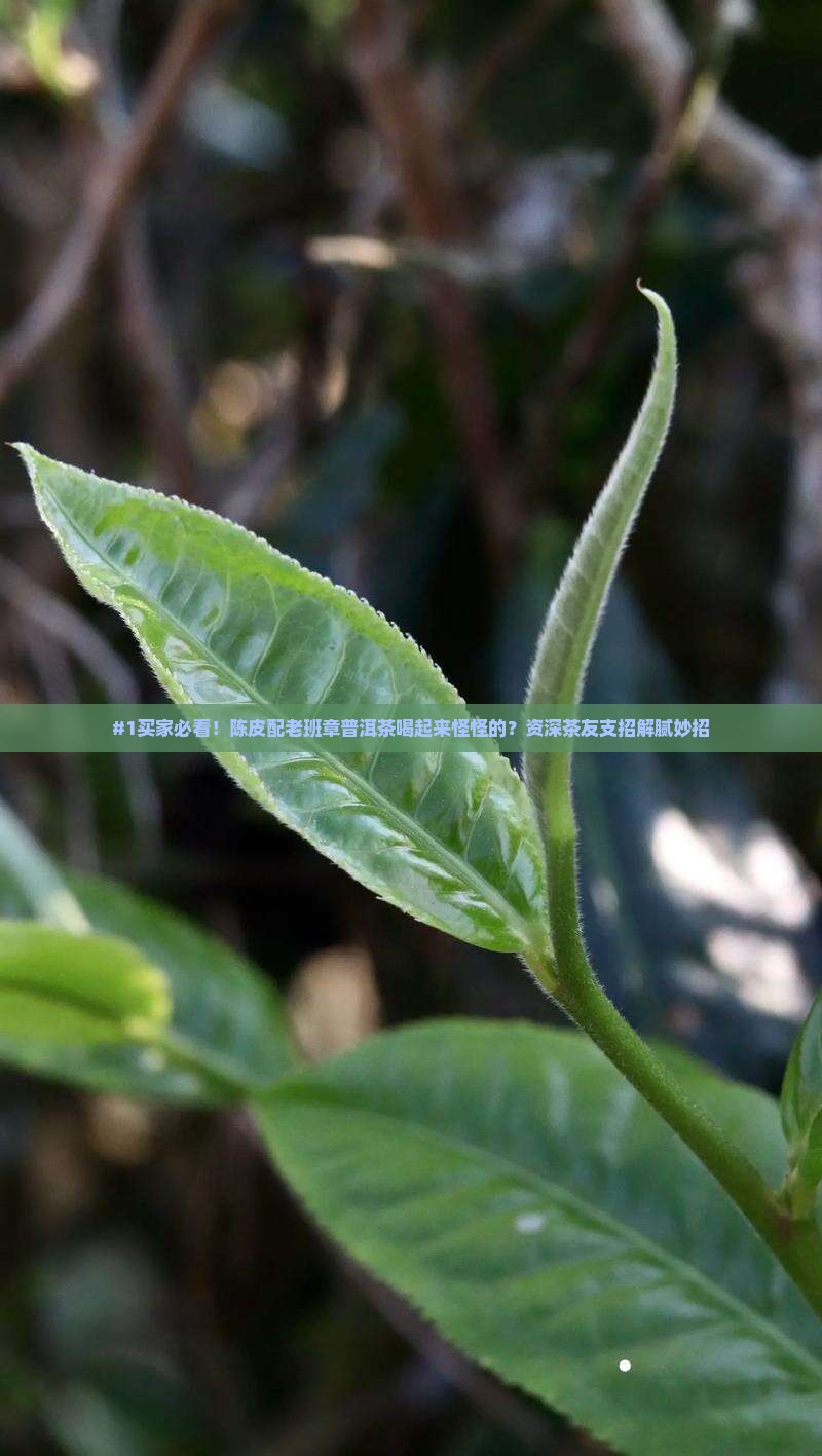 #1买家必看！陈皮配老班章普洱茶喝起来怪怪的？资深茶友支招解腻妙招