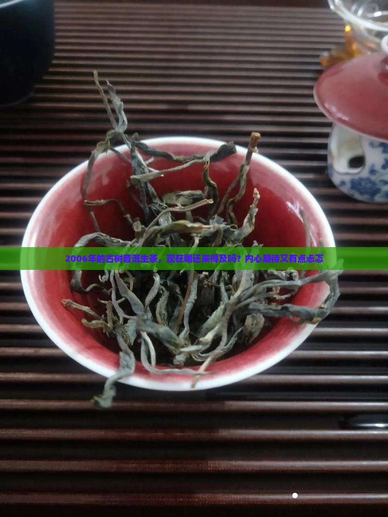 2006年的古树普洱生茶，现在喝还来得及吗？内心期待又有点忐忑