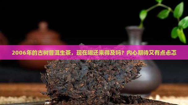 2006年的古树普洱生茶，现在喝还来得及吗？内心期待又有点忐忑