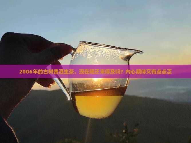 2006年的古树普洱生茶，现在喝还来得及吗？内心期待又有点忐忑