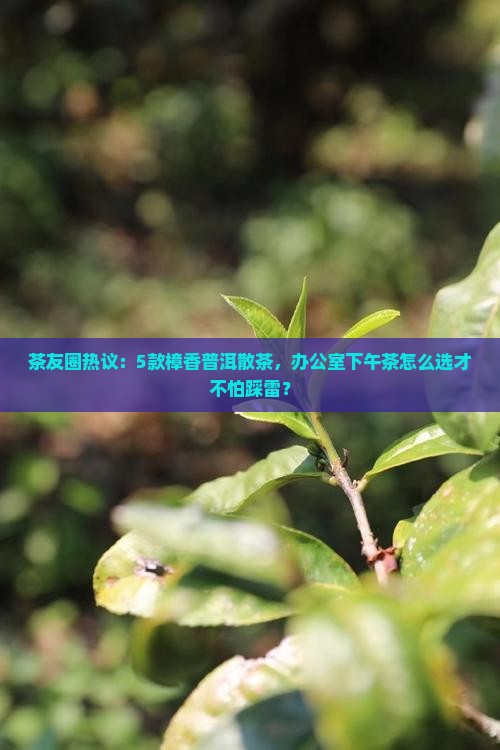 茶友圈热议：5款樟香普洱散茶，办公室下午茶怎么选才不怕踩雷？