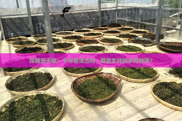 探秘望天坡：千年普洱古树，藏着怎样的岁月故事？