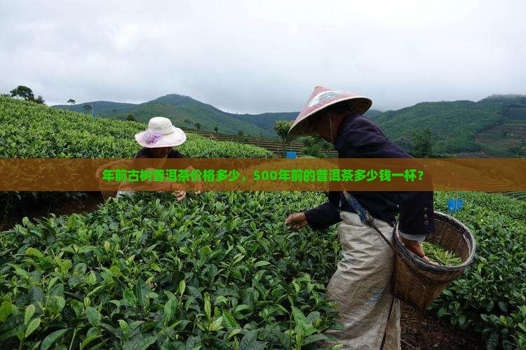 年前古树普洱茶价格多少，500年前的普洱茶多少钱一杯？