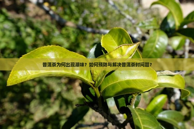 普洱茶为何出现潮味？如何预防与解决普洱茶时问题？