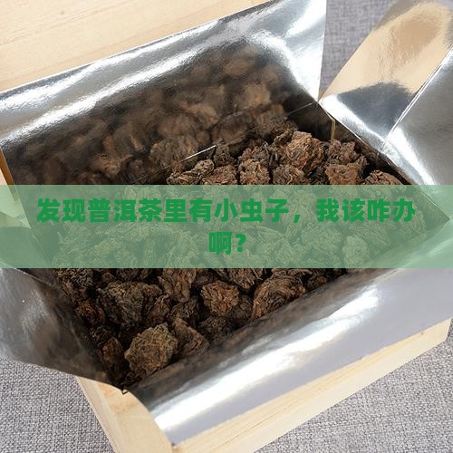发现普洱茶里有小虫子，我该咋办啊？
