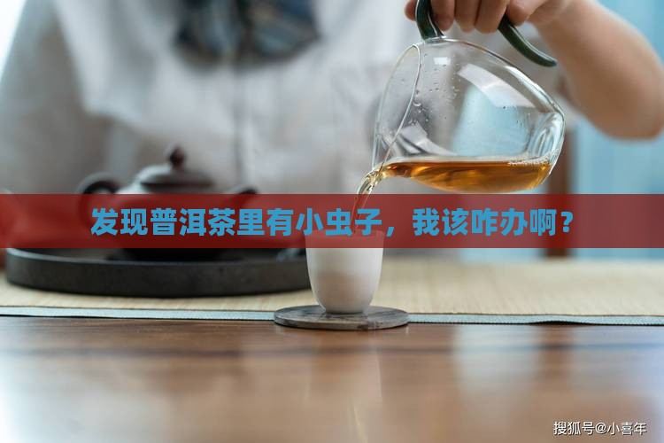 发现普洱茶里有小虫子，我该咋办啊？
