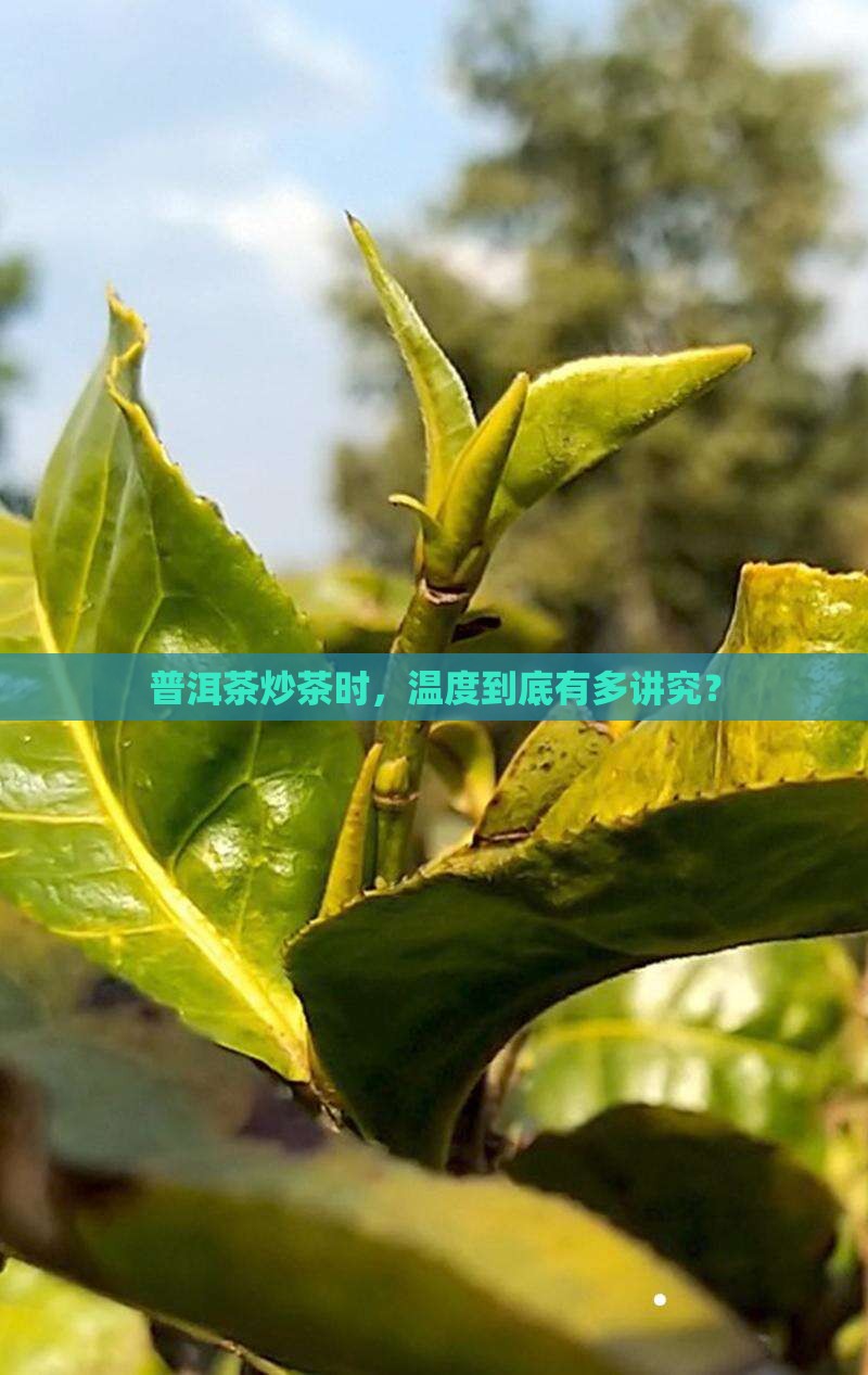 普洱茶炒茶时，温度到底有多讲究？