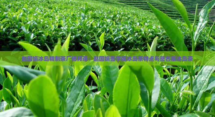 赵国娟冰岛精制茶厂倚邦茶：赵国娟签字版冰岛茶特点与签名版冰岛茶