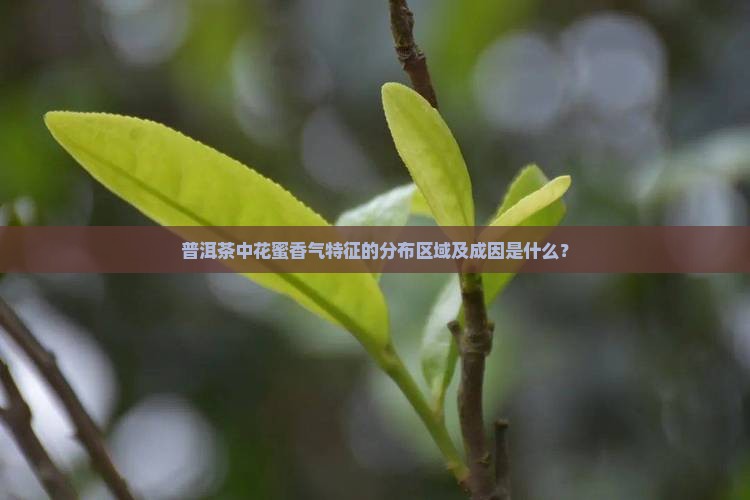 普洱茶中花蜜香气特征的分布区域及成因是什么？
