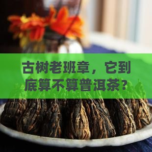 古树老班章，它到底算不算普洱茶？
