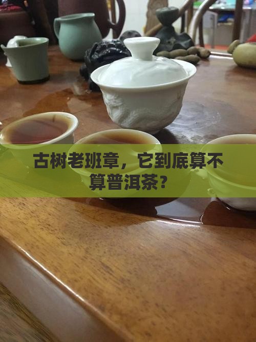 古树老班章，它到底算不算普洱茶？