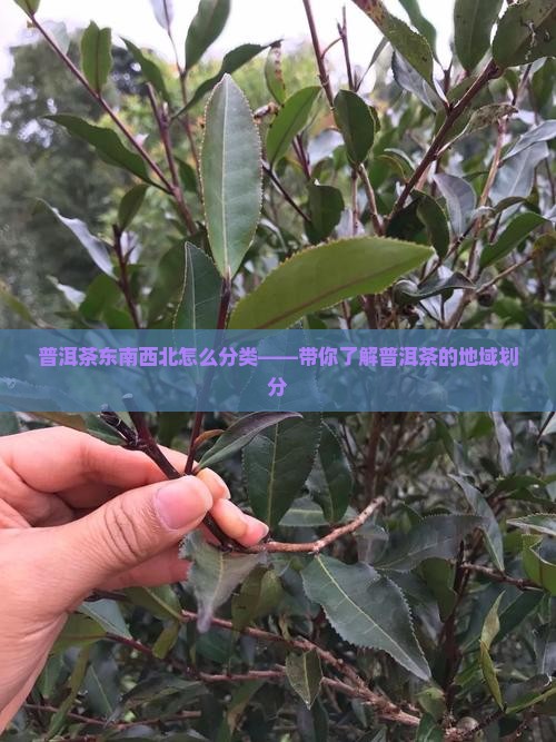 普洱茶东南西北怎么分类——带你了解普洱茶的地域划分