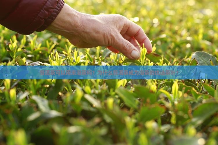 普洱茶可以用来泡茶吗？为什么普洱茶成为泡茶的优选茶叶？