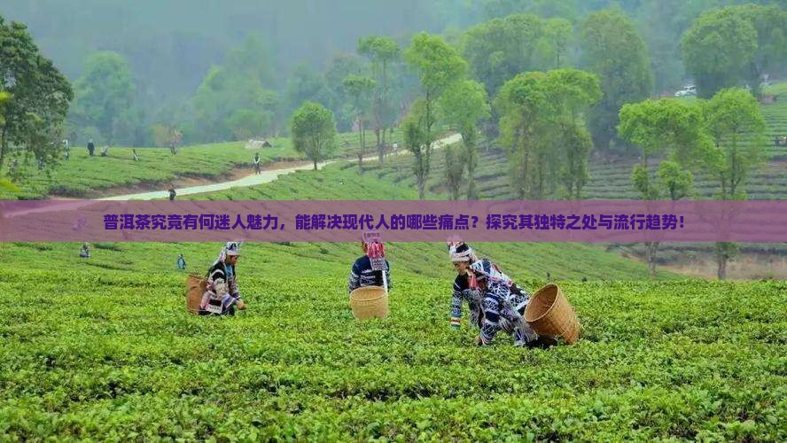 普洱茶究竟有何迷人魅力，能解决现代人的哪些痛点？探究其独特之处与流行趋势！
