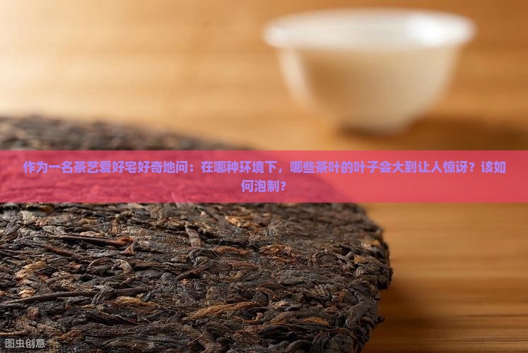作为一名茶艺爱好宅好奇地问：在哪种环境下，哪些茶叶的叶子会大到让人惊讶？该如何泡制？