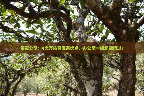 茶友分享：4大万佑普洱茶优点，办公室一族怎能错过？