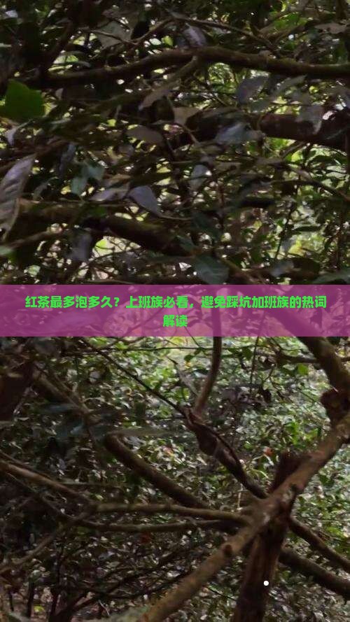 红茶最多泡多久？上班族必看，避免踩坑加班族的热词解读