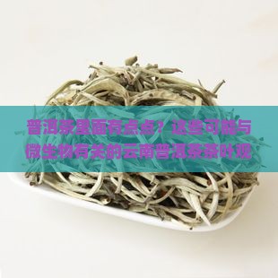 普洱茶里面有点点？这些可能与微生物有关的云南普洱茶茶叶观察