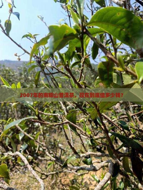 2007年的南糯山普洱茶，现在到底值多少钱？