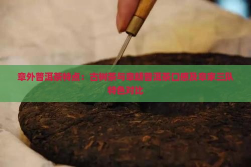 章外普洱茶特点：古树茶与章朗普洱茶口感及章家三队特色对比